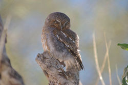 Owl