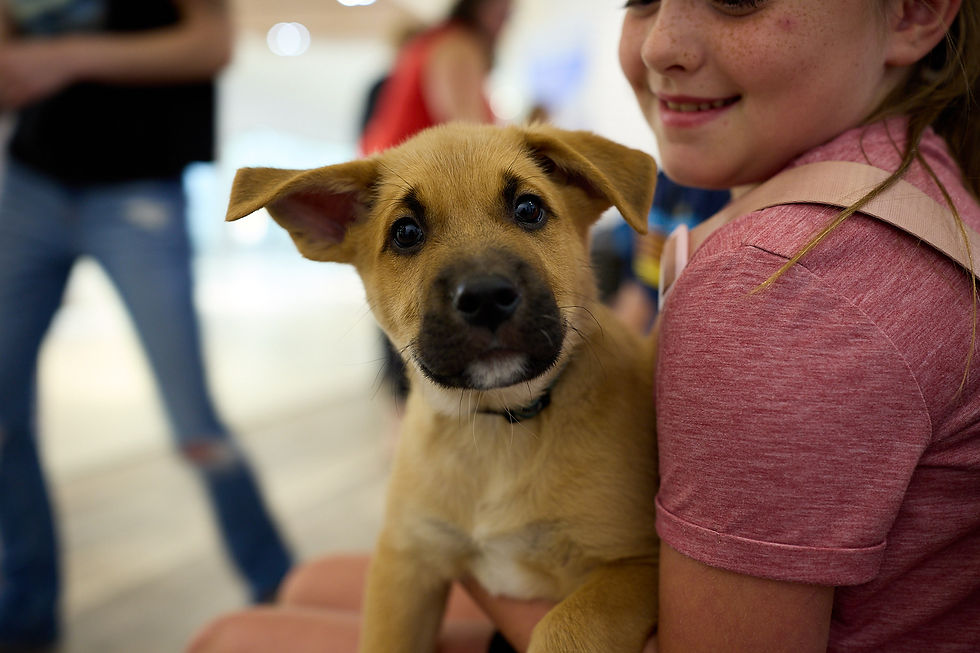 A tan puppy with a black nose being held by an adolescent smiling at the puppy.