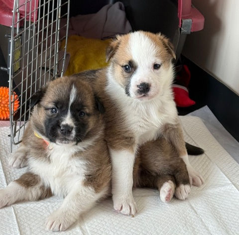 Two small, fluffy puppies cuddling together in front of a red pet carrier.