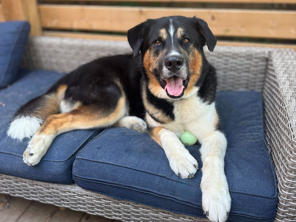 Fynn relaxes on a sofa, smiling big at the camera with his green toy ball.