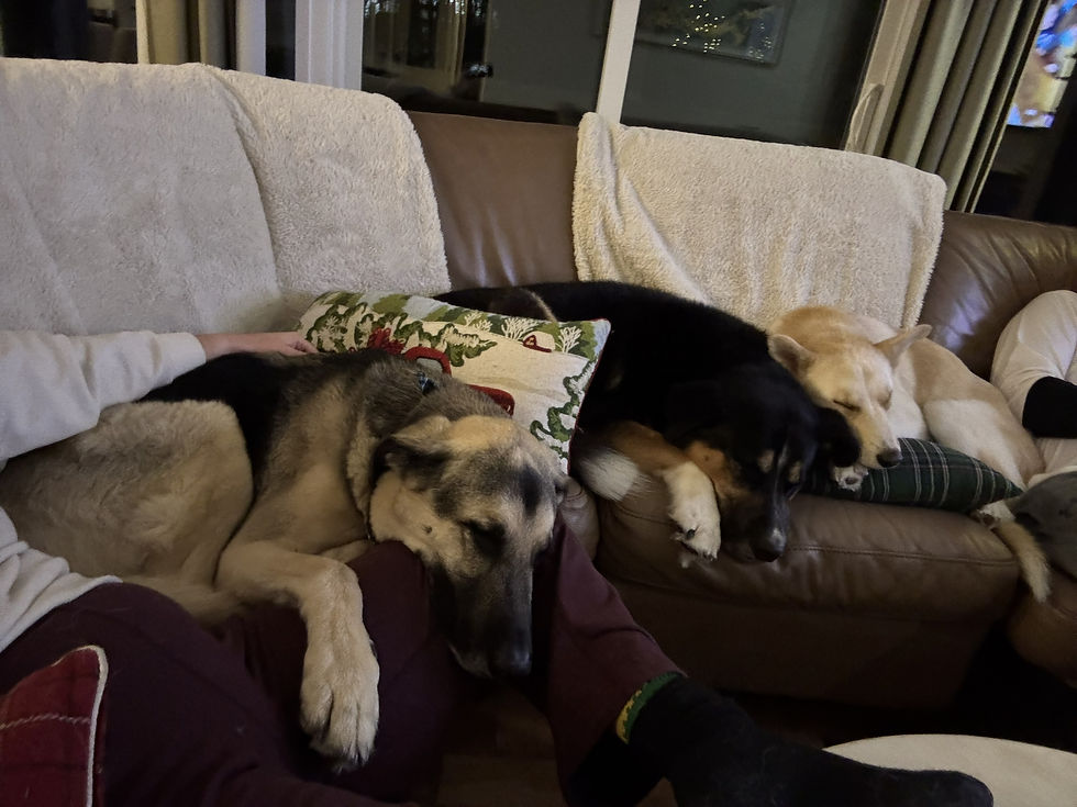 Three dogs, including Fynn, are sleeping peacefully on a couch.