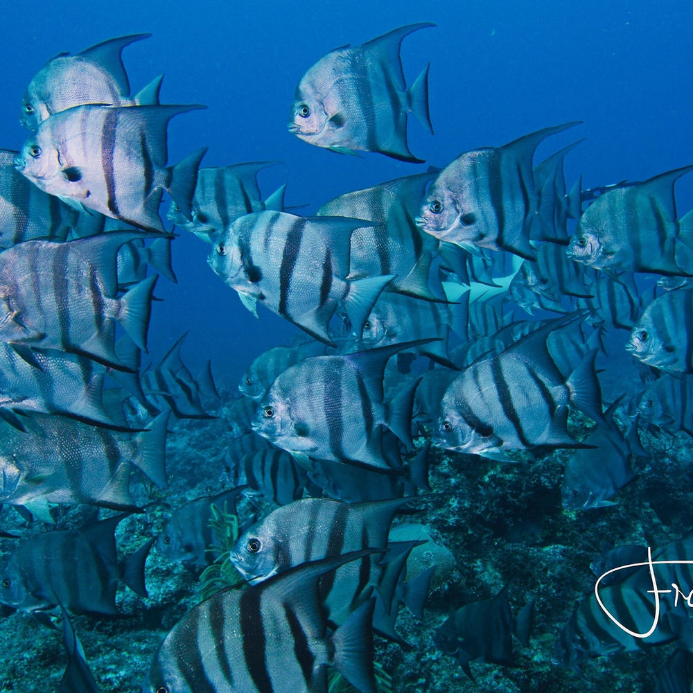 So what ever happened to the YMCA SCUBA Program?