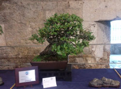 Premio IBS
