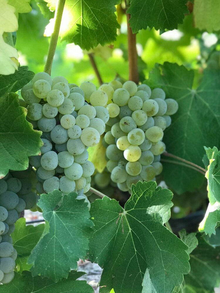 Sauvignon Blanc