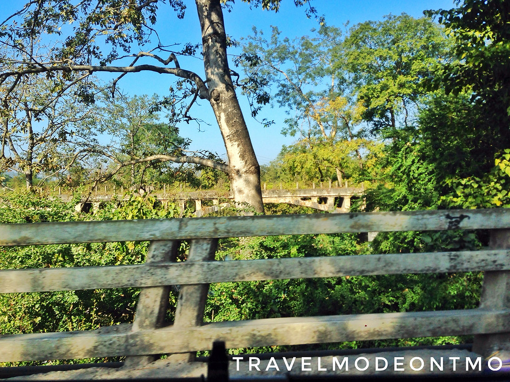Greenery all over the place.