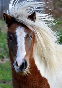 17_pony.jpeg