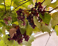 "שיפה ושונה תהא השנה" (נעמי שמר)