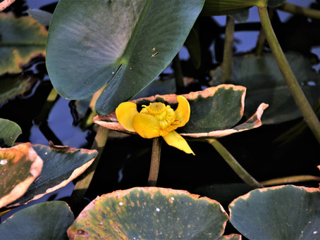 ירקון, מעבר אפק ומגדל צדק 14-5-21