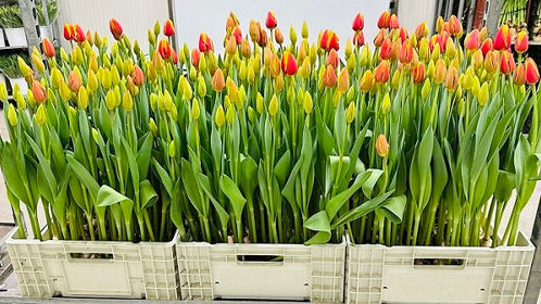 MILLE TULIPANI PER LA LIBERAZIONI AL PARCO DELLE CHIOCCIOLE DI CASALNUOVO DI NAPOLI