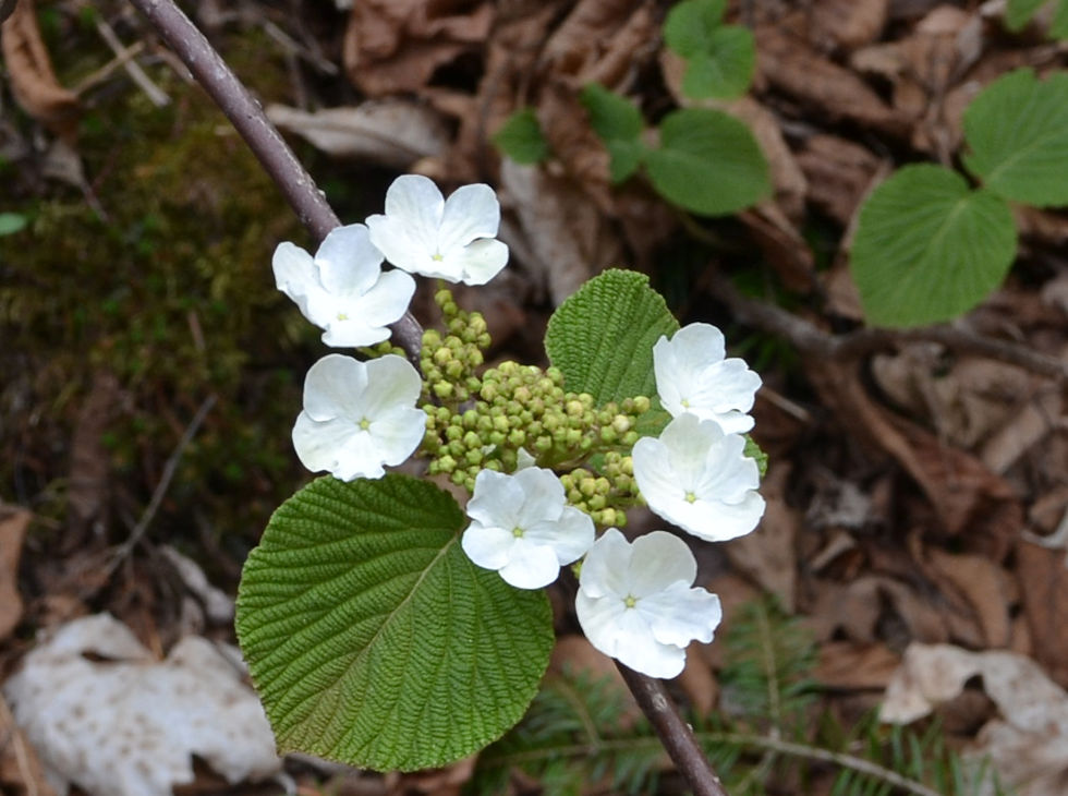 Viorne bois-d'orignal - Christian Champagne