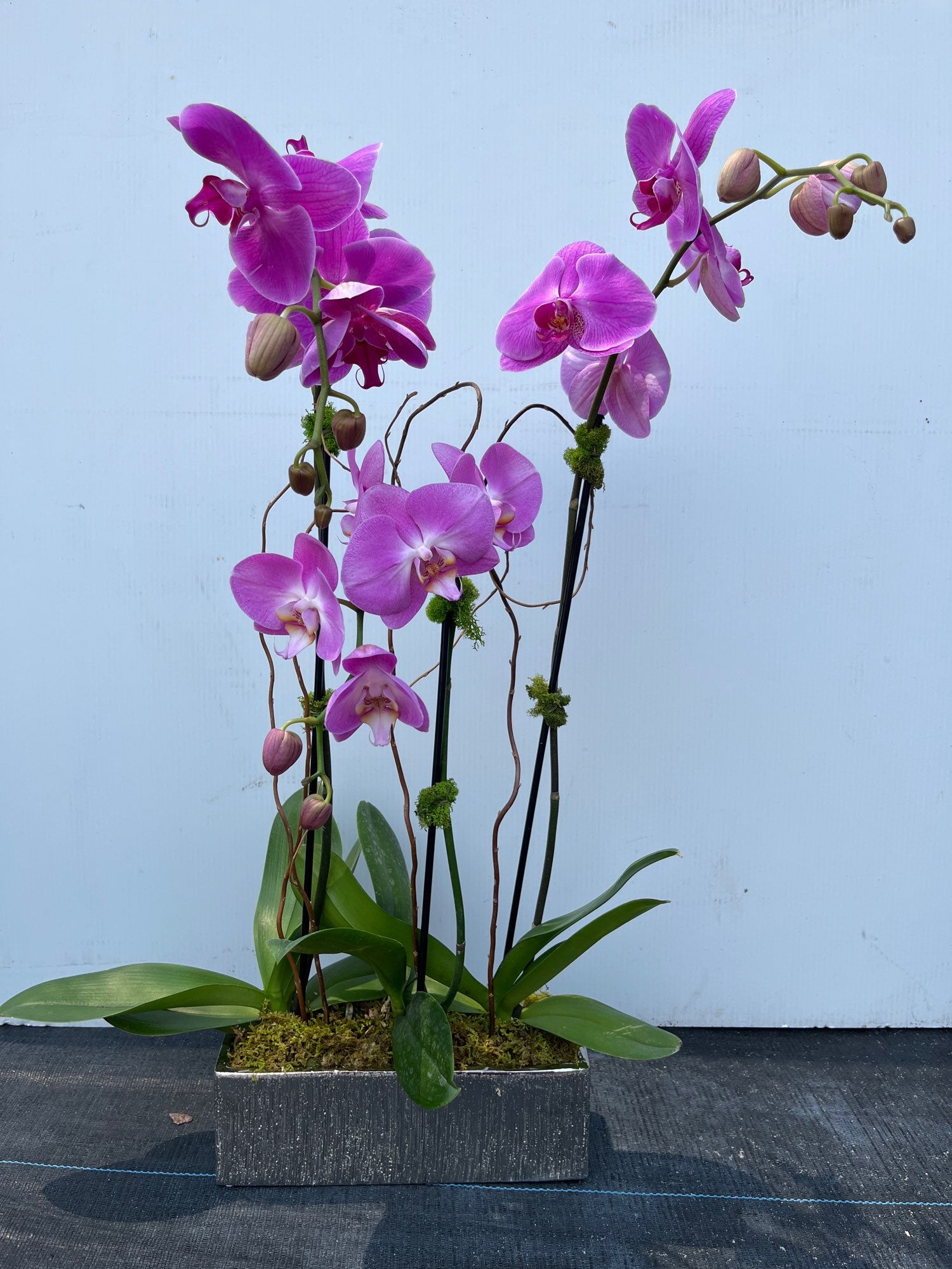 3 Large Purple Orchids in Silver Rectangular Vase