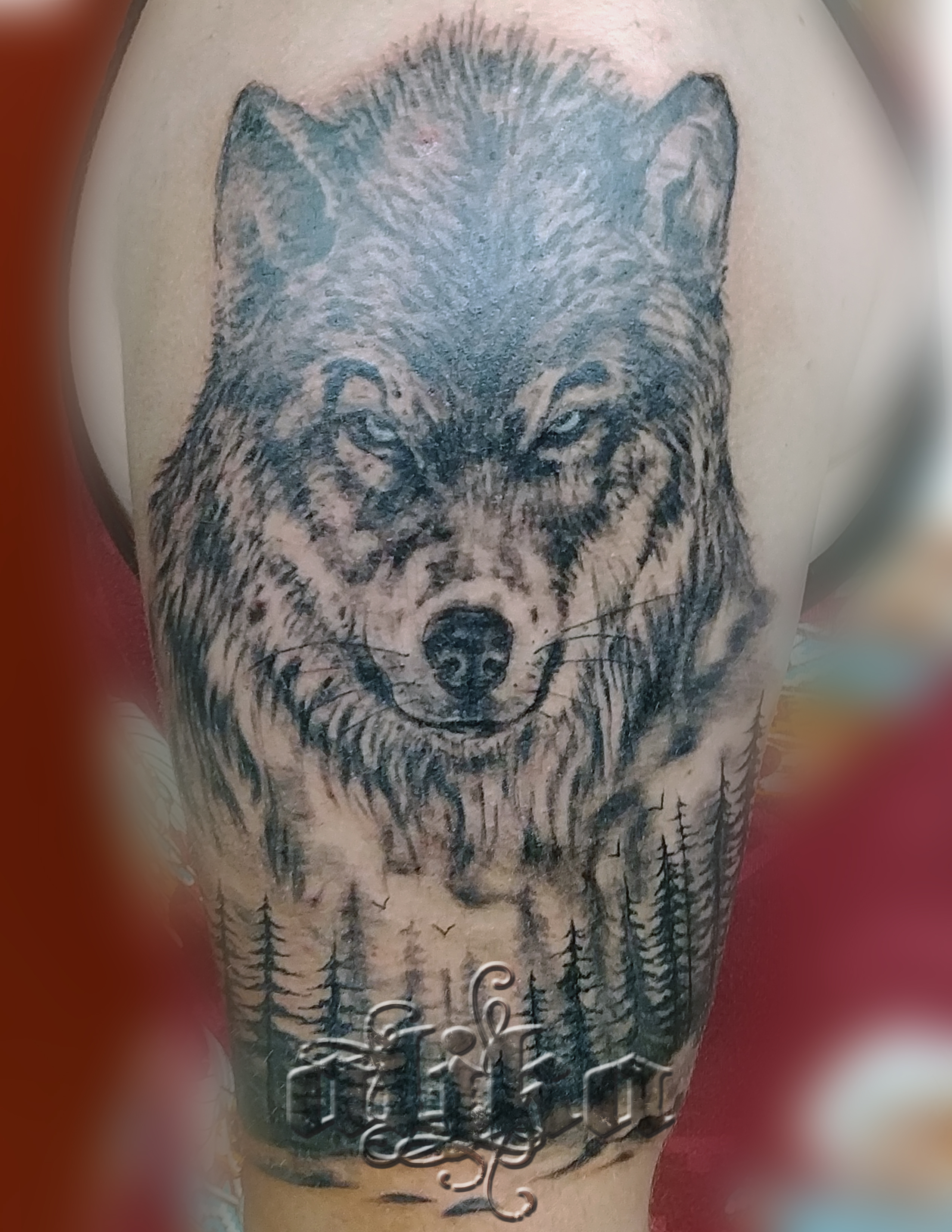 wolf2