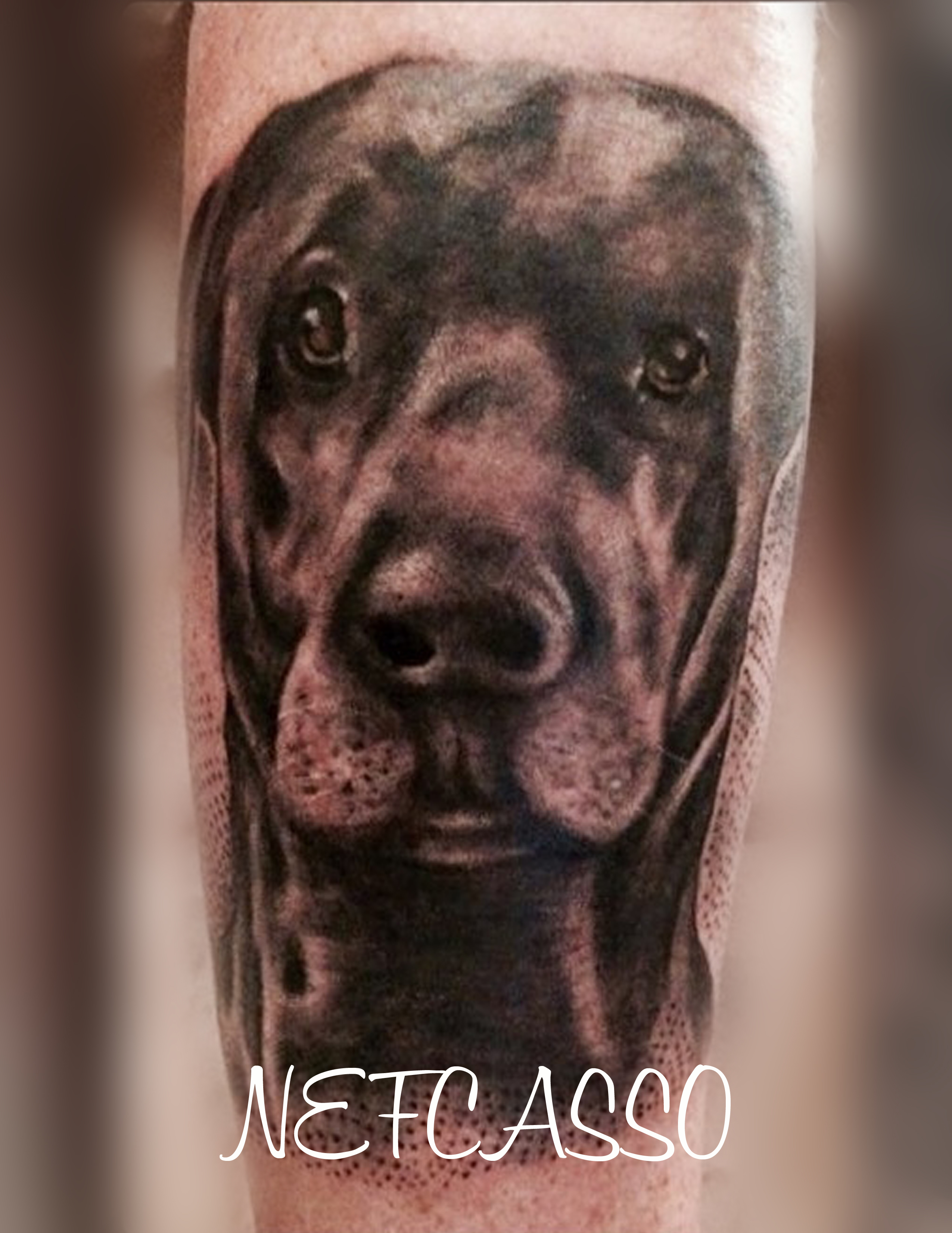 dog