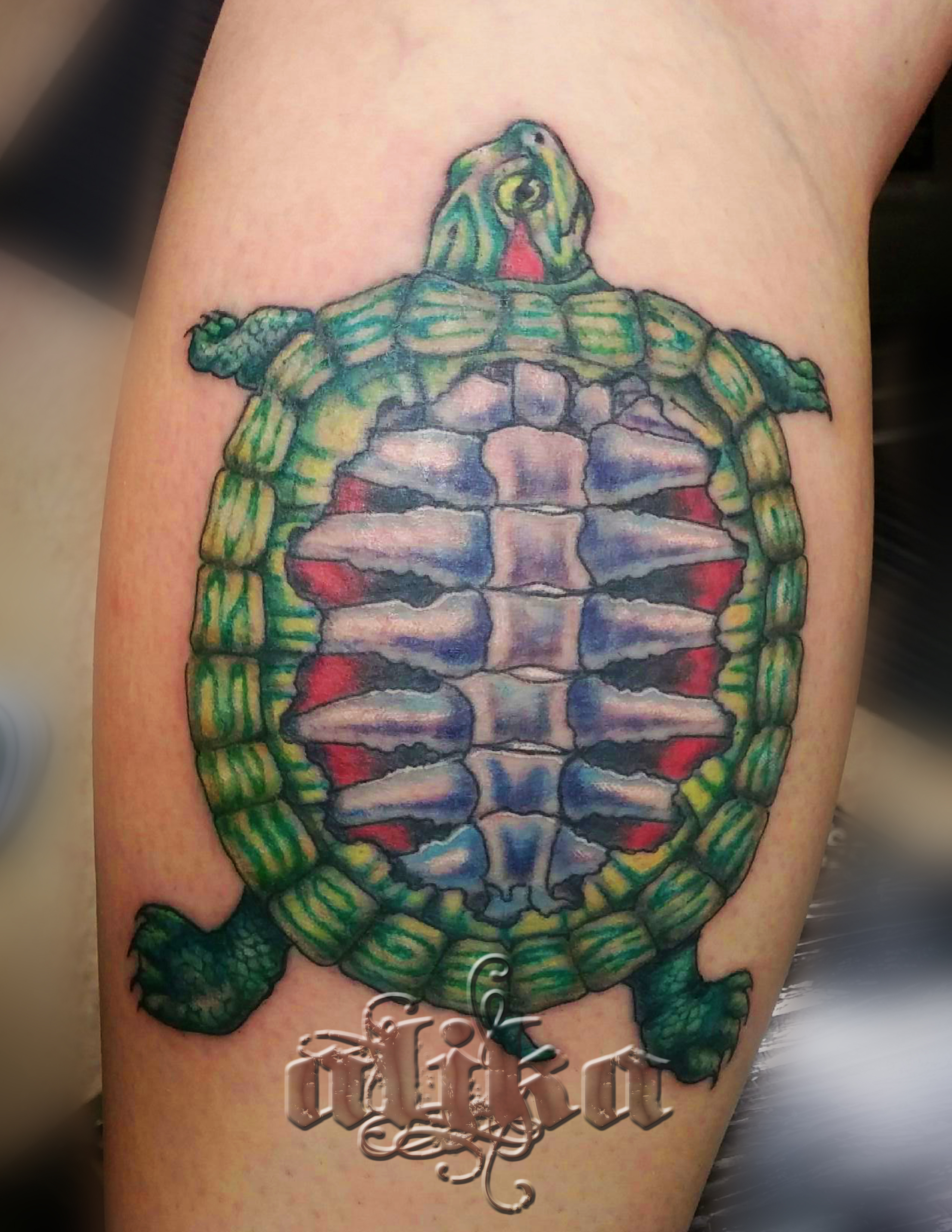 Turtle1