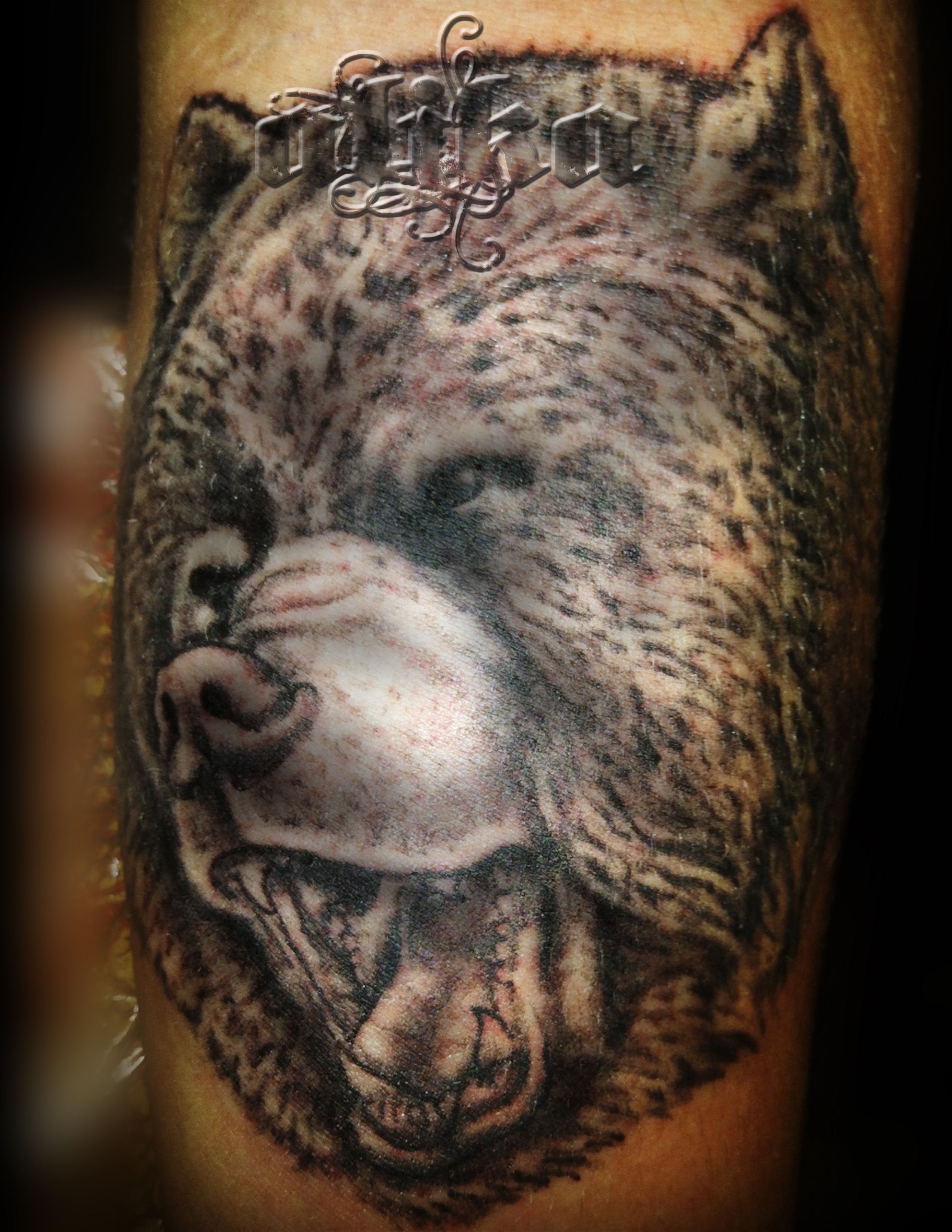 Bear