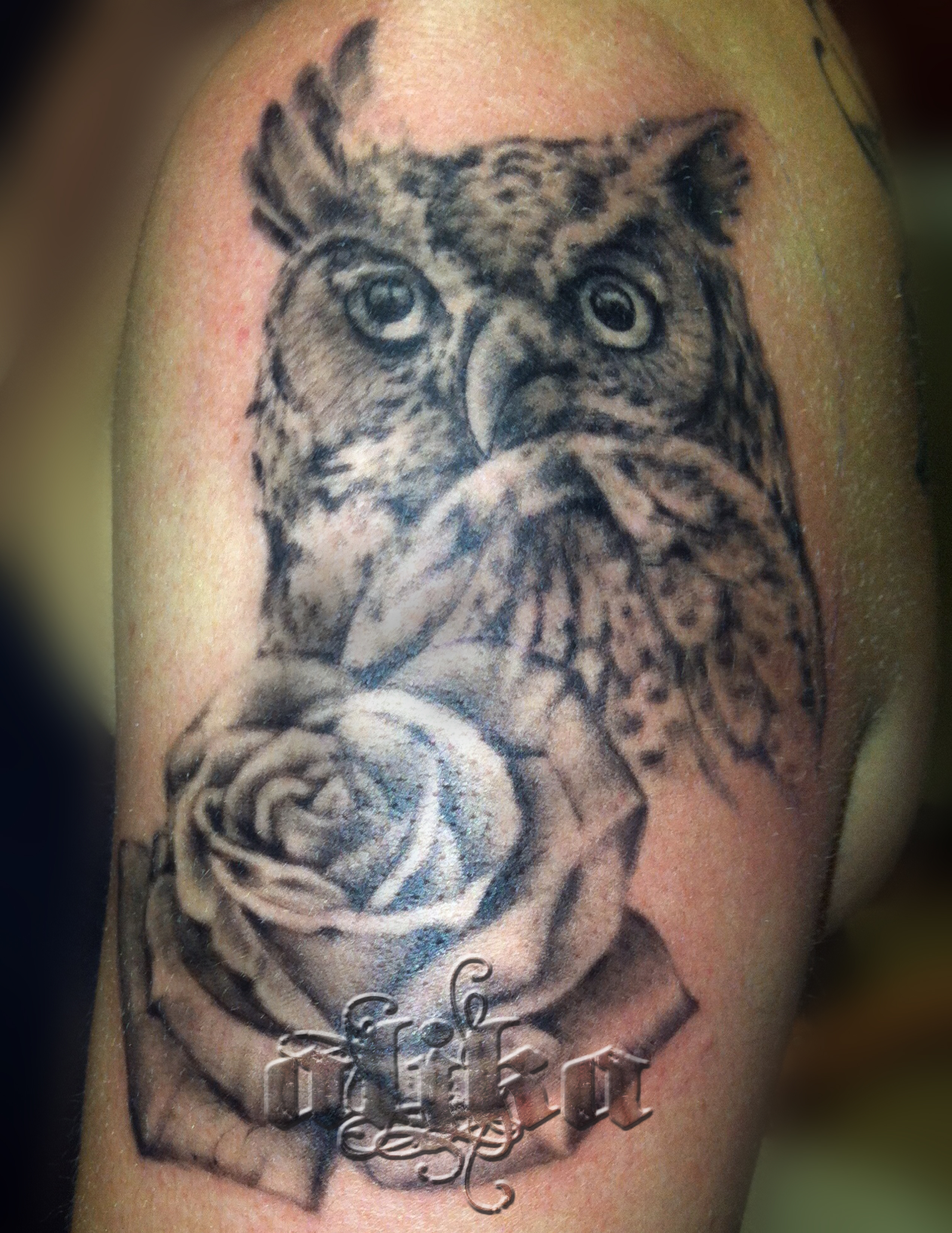 owl