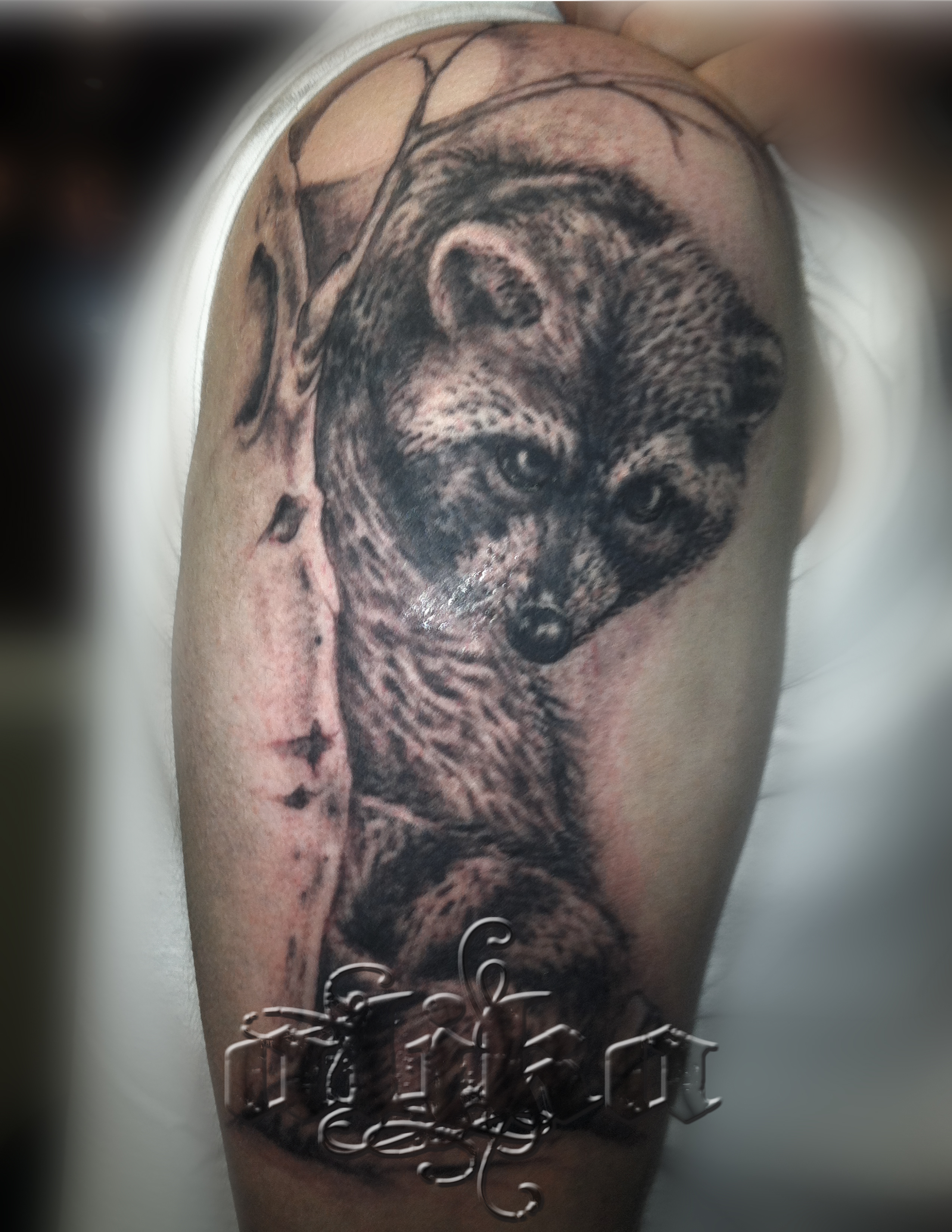 Racoon