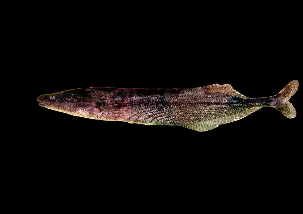 Mormyridae.jpg