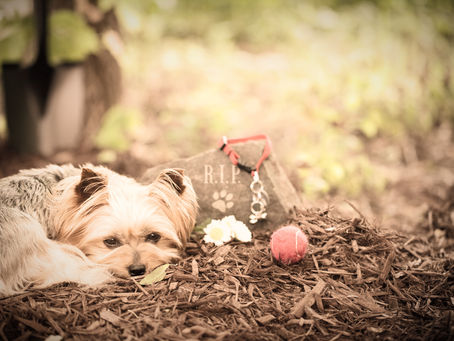                    A negação da morte