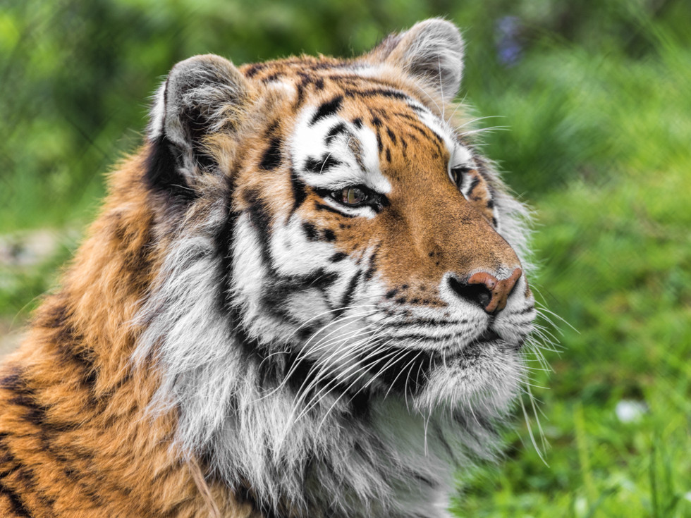 Arina the Tiger