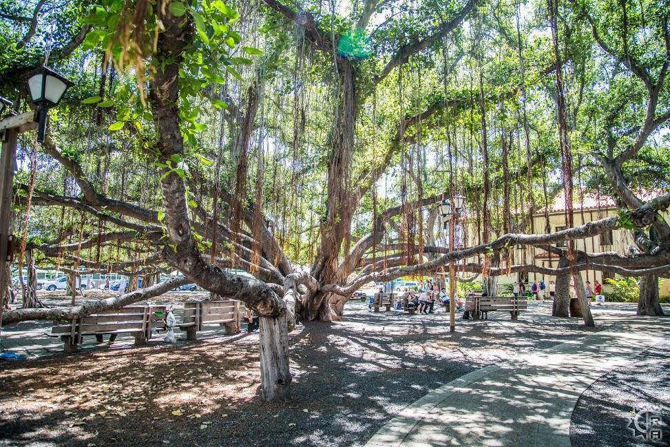 Lāhainā's Banyan Tree on Front Street in Lahaina, Maui, Golf Rental Express Delivery and Pick up in Lahaina, Maui