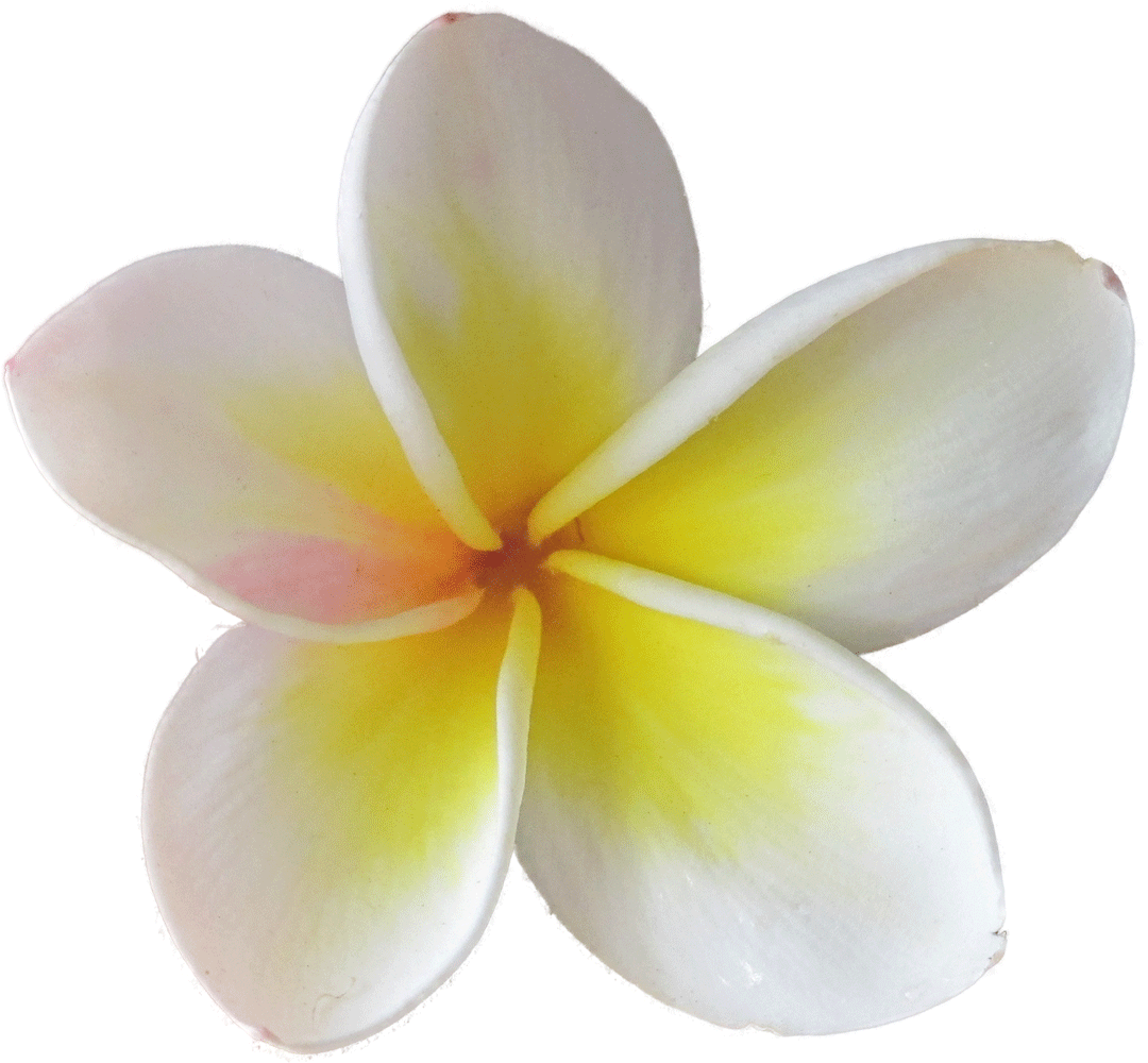 plumeria.gif