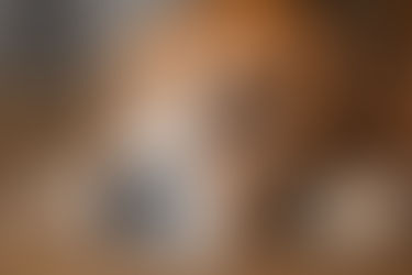 Cum să-ți ferești câinele de insolație în zilele caniculare. Specialiștii vin cu răspunsul