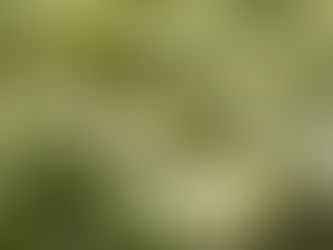 Ce vor mânca oamenii în viitorul apropiat. Criza va aduce pe mese sortimente de care nu ați auzit