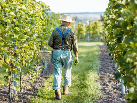 România, în pericol. Un regulament european ne scoate de pe harta agriculturii