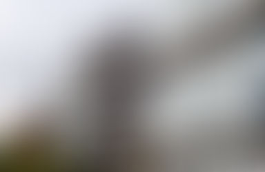 Proprietarii pot fi amendați cu 3.000 de lei. Cum trebuie gestionată situația