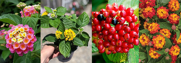 Lantana Flowers and Berries