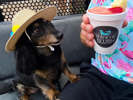 Four Tips to Make Your Restaurant Pet Friendly in 2023