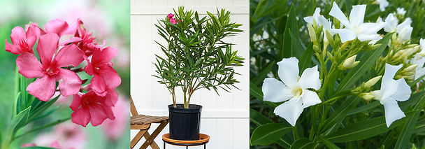 Oleander Flowers