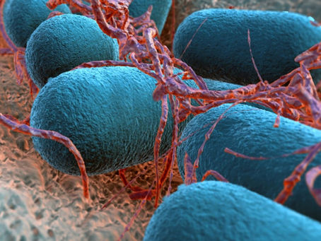 Conéctate a la conferencia virtual sobre la Lepra, oficializada por la Secretaría de Salud de Sucre