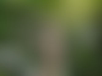 Reforestadores recibirán apoyo para hacer de Colombia, competitiva y sostenible