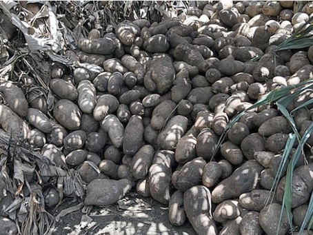 Sobreproducción de ‘Ñame Diamante’ con sello de exportación en USA y Centroamérica