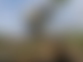 Así avanza Sucre, en el camino de ser el departamento yuquero de Colombia