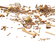 Bury the Bones