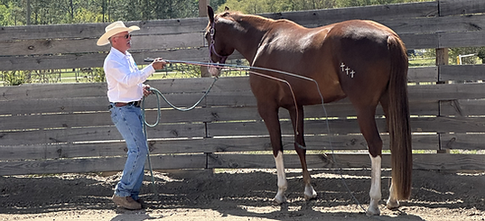 mark working a horse.png