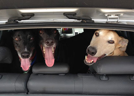 3 Muskateers