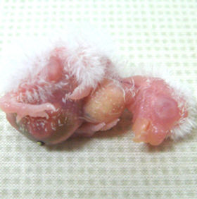 アキクサインコの成長 De Boo Aviary アキクサインコの成長 De Boo Aviary