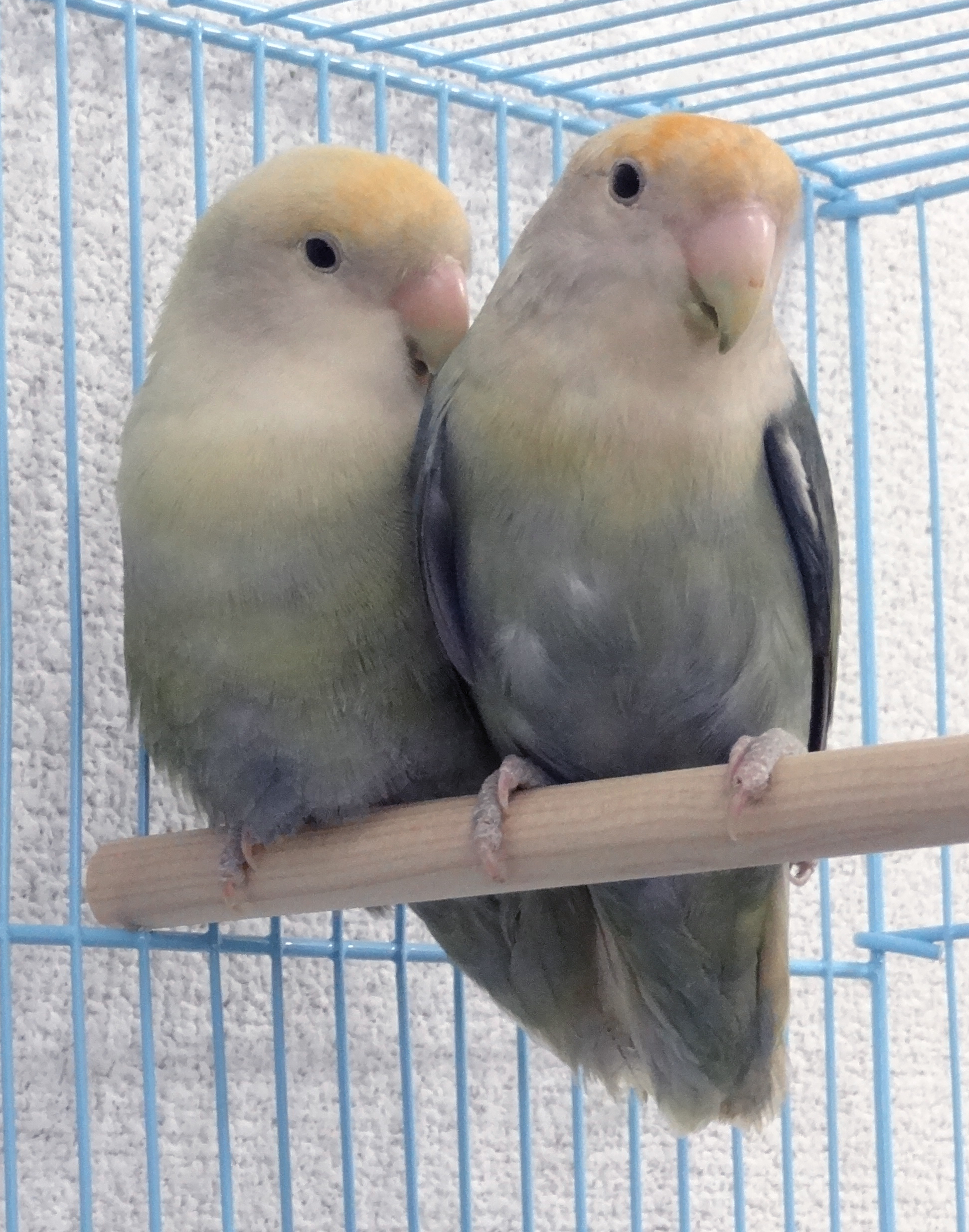 コザクラインコの特徴 De Boo Aviary コザクラインコの特徴 De Boo Aviary