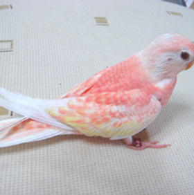 アキクサインコの成長 De Boo Aviary アキクサインコの成長 De Boo Aviary