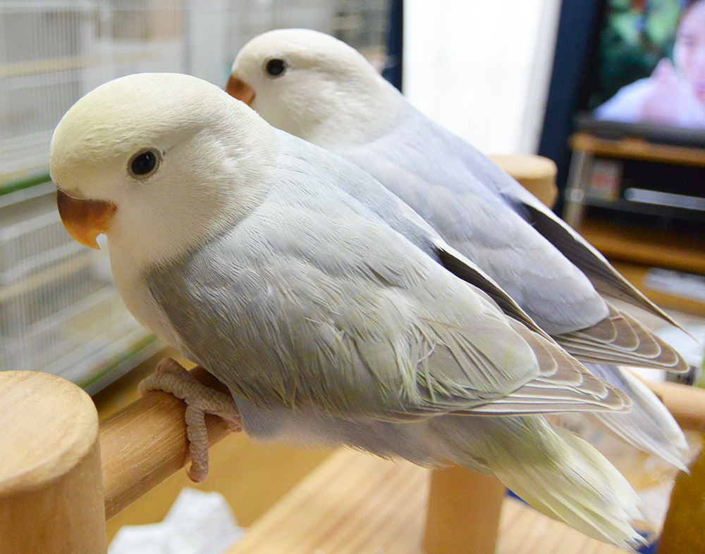 コザクラインコの特徴 De Boo Aviary コザクラインコの特徴 De Boo Aviary