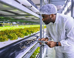 Checking Lettuce Growth_edited.jpg