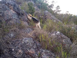 Tamanduá-mirim é visto próximo à portaria do Parque Nacional, na parte alta