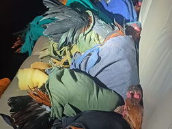 PRF resgata aves em situação de maus tratos, na Dutra, em Itatiaia