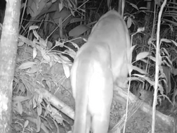 Inea faz primeiro registro oficial de onça-parda no Parque Estadual da Pedra Selada