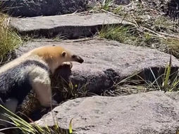 Encontro inesperado nas alturas: tamanduá-mirim é flagrado na trilha do Pico das Agulhas Negras