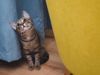Jardim Itatiaia terá feira de adoção de cães e gatos, neste sábado